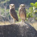 Athene cunicularia (640x480)