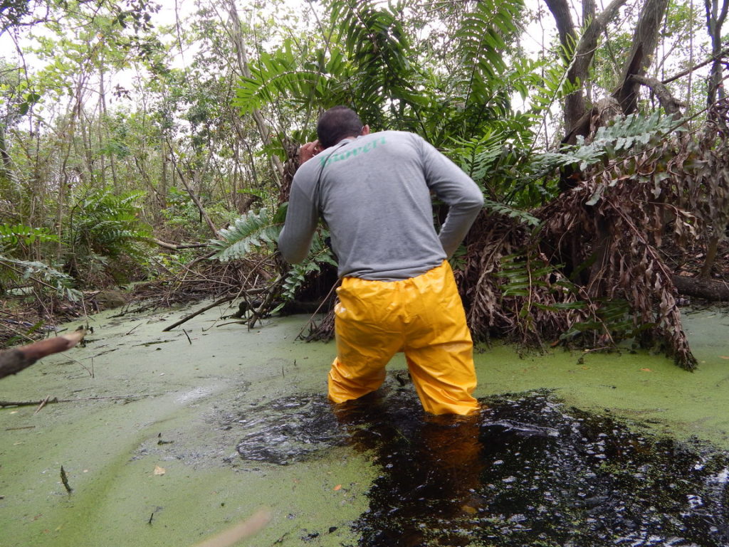 Biólogo utilizando EPI vistoria a área alagada em busca de espécies de fauna silvestre